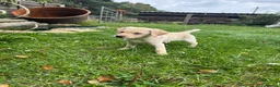 Labrador Retriever dogs for sale: Beautiful Labradors  - Advert 5