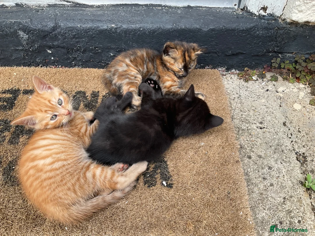 Mixed Breed cats for sale: 3 adorable domestic kittens - Advert 2