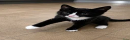 Mixed Breed cats for sale: 3 beautiful kittens for sale  - Advert 8