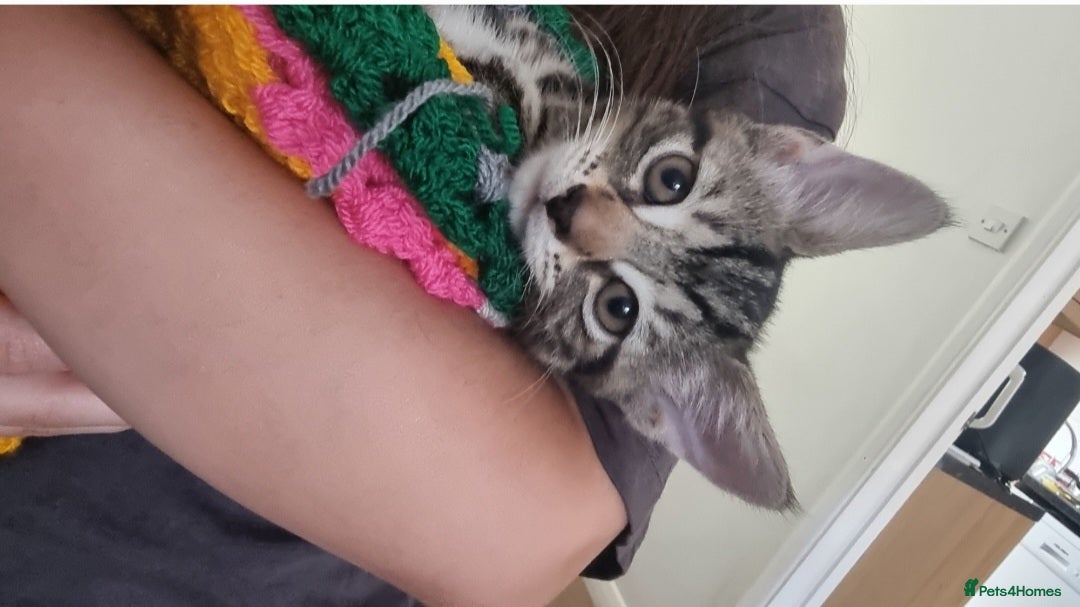 Sokoke cats for sale: Rare and lovely Sokoke Kittens♡ - Image 5