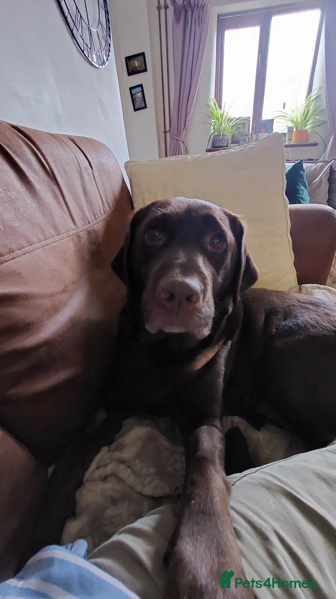 Labrador Retriever dogs for sale: Pedigree labrador puppies for sale  - Advert 5