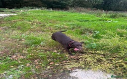 Labrador Retriever dogs for sale: Kc reg. chocolate Labrador bitch. 4 year old - Image 2