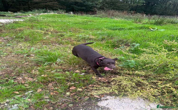 Labrador Retriever dogs Kc reg. choc and black Labrador bitch. 4 year old - Advert 8