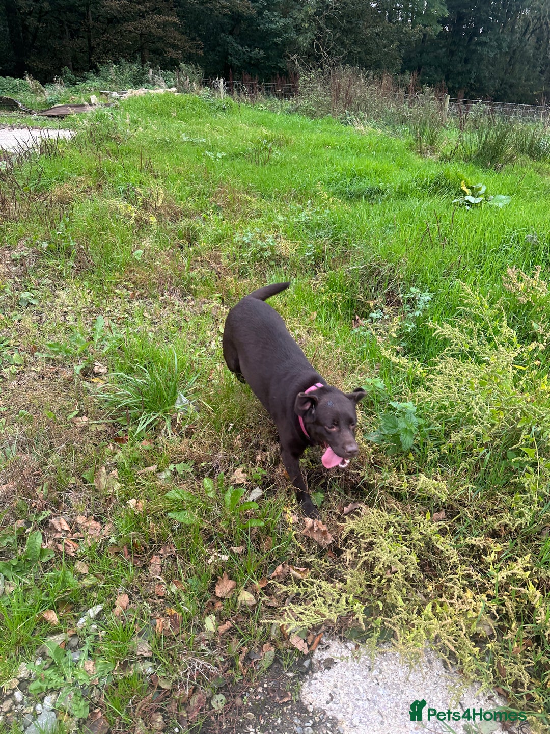 Labrador Retriever dogs for sale: Kc reg. chocolate Labrador bitch. 4 year old - Image 2