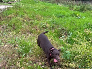 Labrador Retriever dogs for sale: Kc reg. choc and black Labrador bitch. 4 year old - Advert 4
