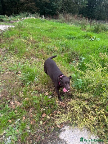 Labrador Retriever dogs Kc reg. choc and black Labrador bitch. 4 year old - Advert 8