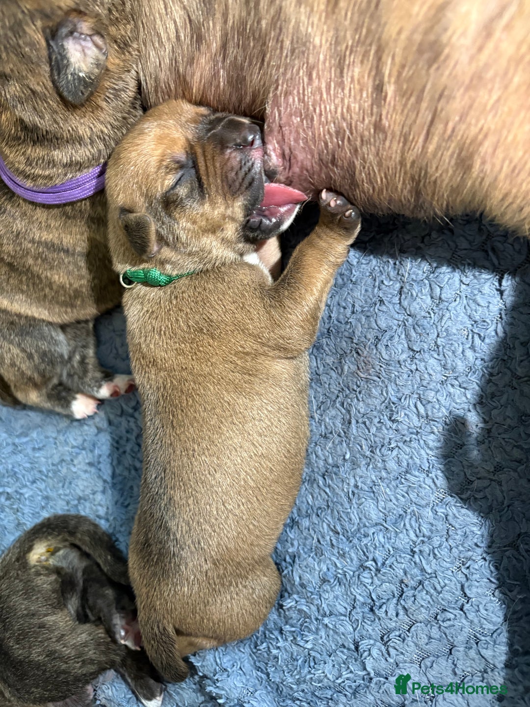 Mixed Breed dogs for sale: Cane corso x rottie - Image 19
