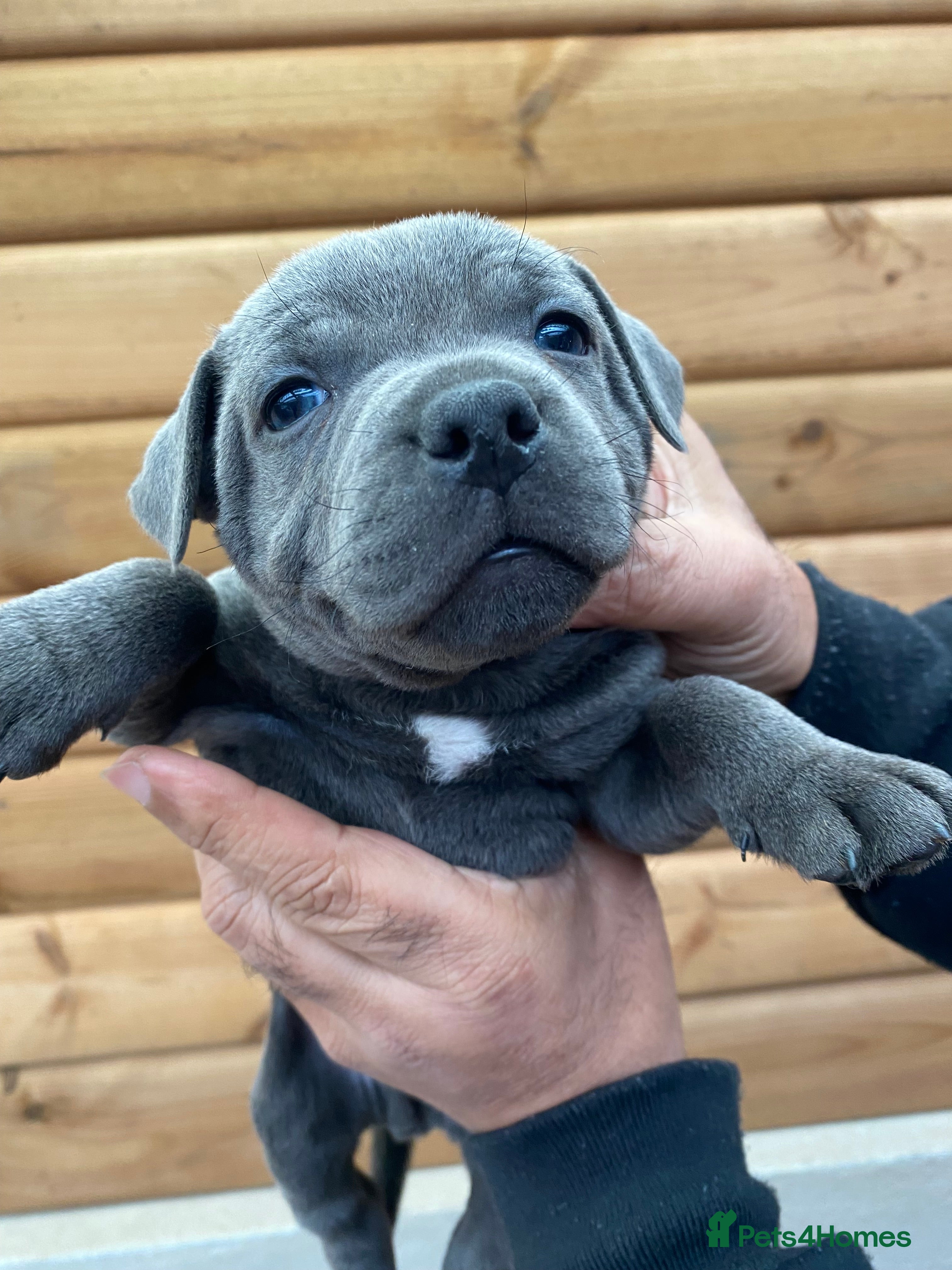 Staffordshire Bull Terrier dogs 🐾🐾SBT puppies for sale 🐶🐶 - Advert 9