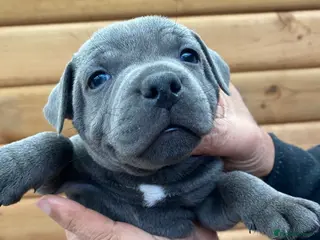 Staffordshire Bull Terrier dogs 🐾🐾SBT puppies for sale 🐶🐶 - Advert 9