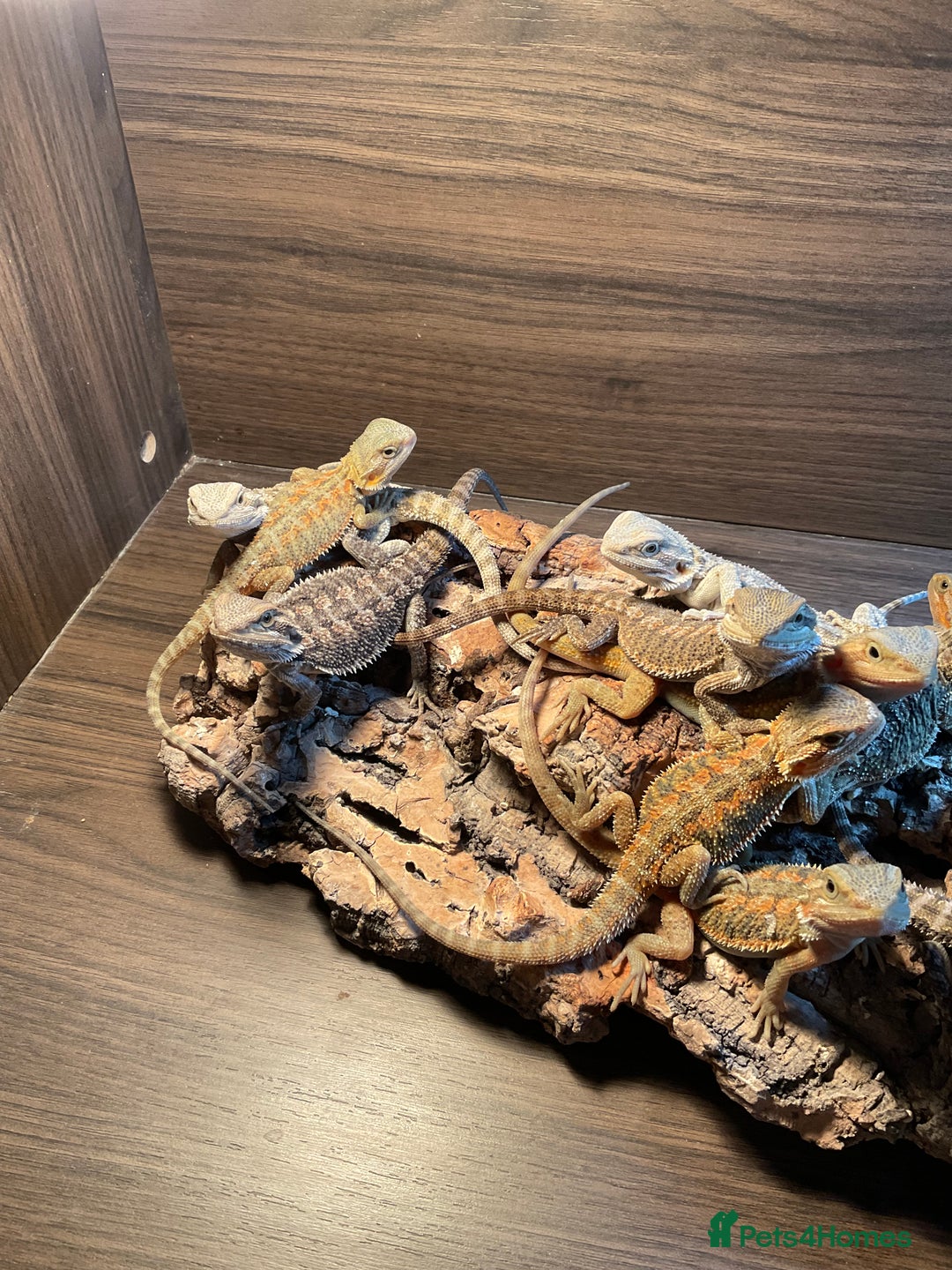 Bearded Dragon reptiles for sale: 7 Baby bearded dragons  - Advert 6