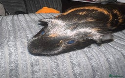 Guinea Pig rodents for sale: beautiful boy and girl  - Image 9