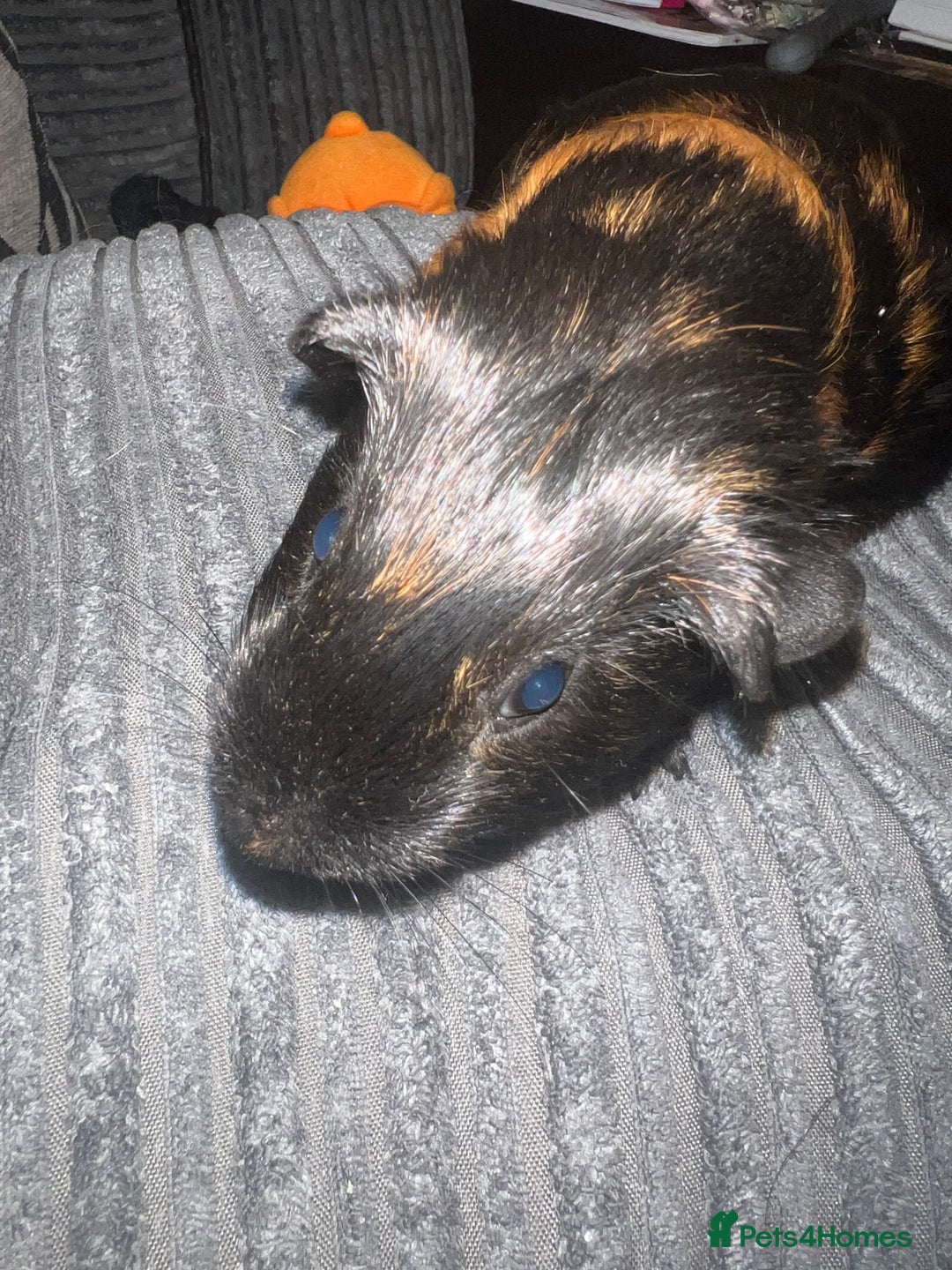 Guinea Pig rodents for sale: beautiful boy and girl  - Image 9