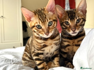 Bengal cats Bengal kittens - Advert 8