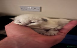 Ragdoll cats for sale: 4xfemales , 1xmale - Advert 17