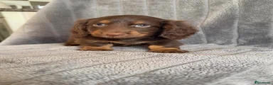 Miniature Dachshund 1