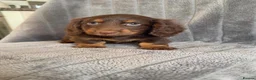 Miniature Dachshund dogs for sale: Long haired miniature dachshund puppies - Advert 2