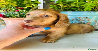 Miniature Dachshund dogs in Epsom - Advert 5