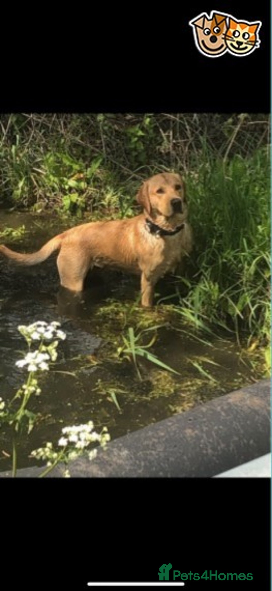 Labrador Retriever dogs for stud: Labrador for Stud  only - Advert 4