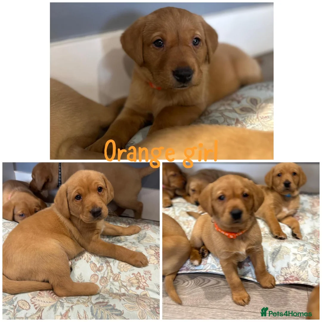 Labrador Retriever dogs for sale: Gorgeous Labrador Retriever Puppies  - Advert 4