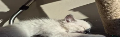 Ragdoll Kitten 1