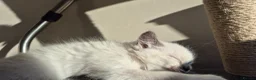Ragdoll cats for sale: Ragdoll kittens  - Advert 9