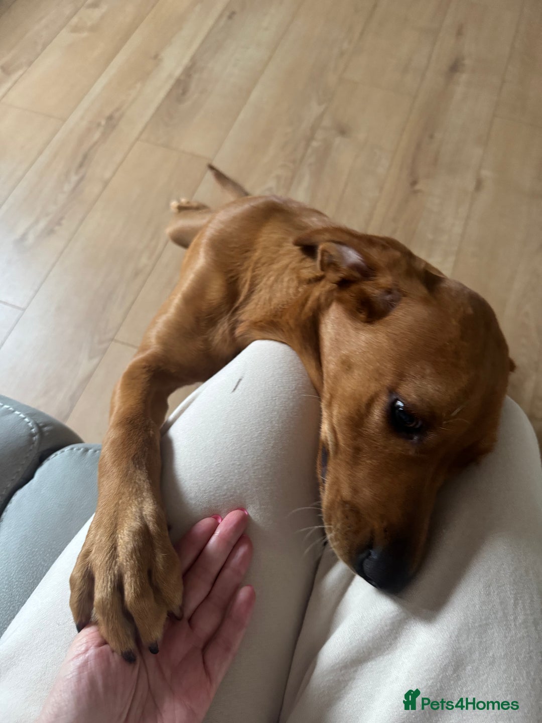 Labrador Retriever dogs for sale: Pedigree fox red Labrador  - Advert 7