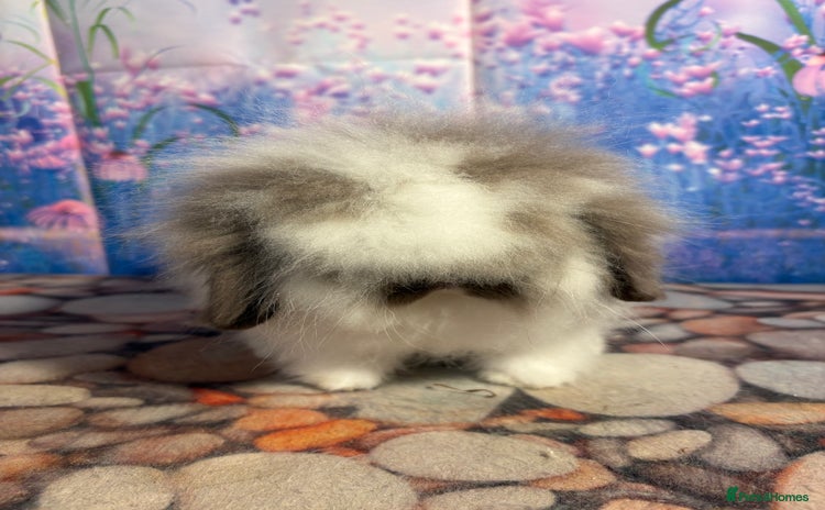 Mini Lion Lop rabbits - Advert 9