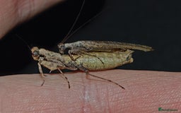Praying Mantis invertebrates for sale: Various Praying Mantis available. - Image 5