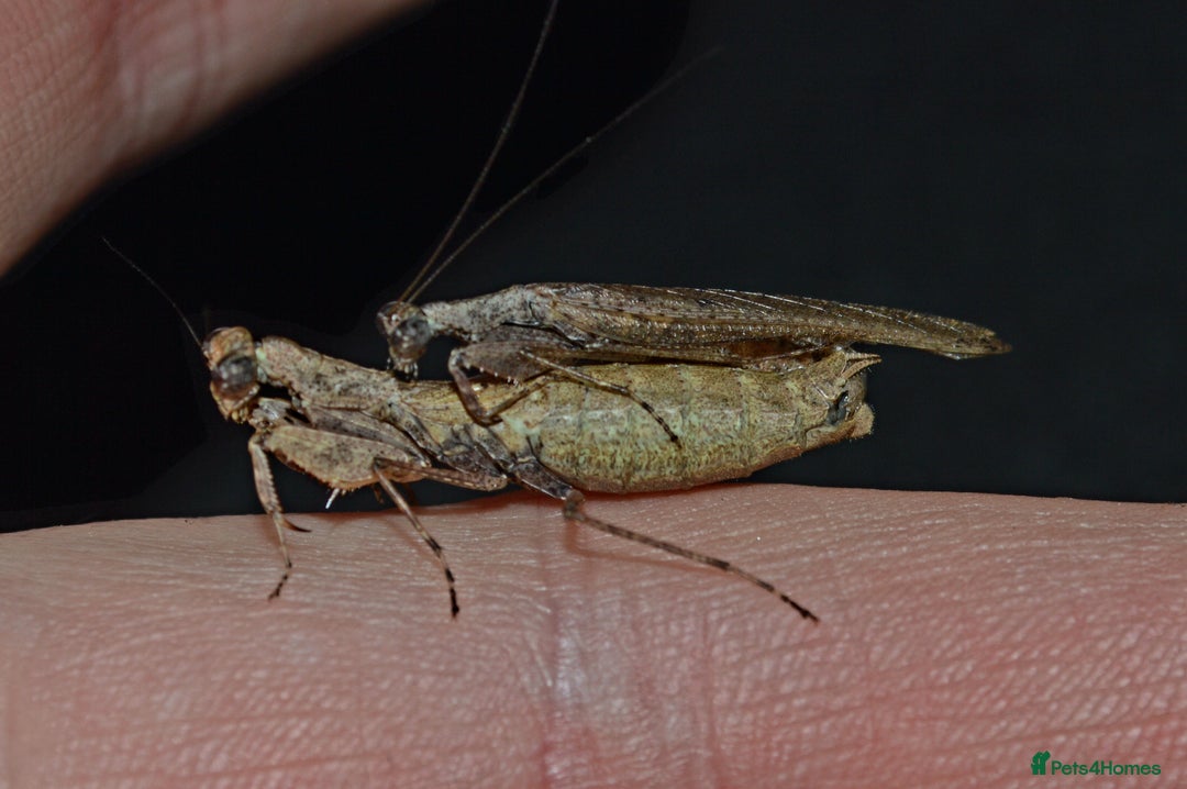 Praying Mantis invertebrates for sale: Various Praying Mantis available. - Image 5