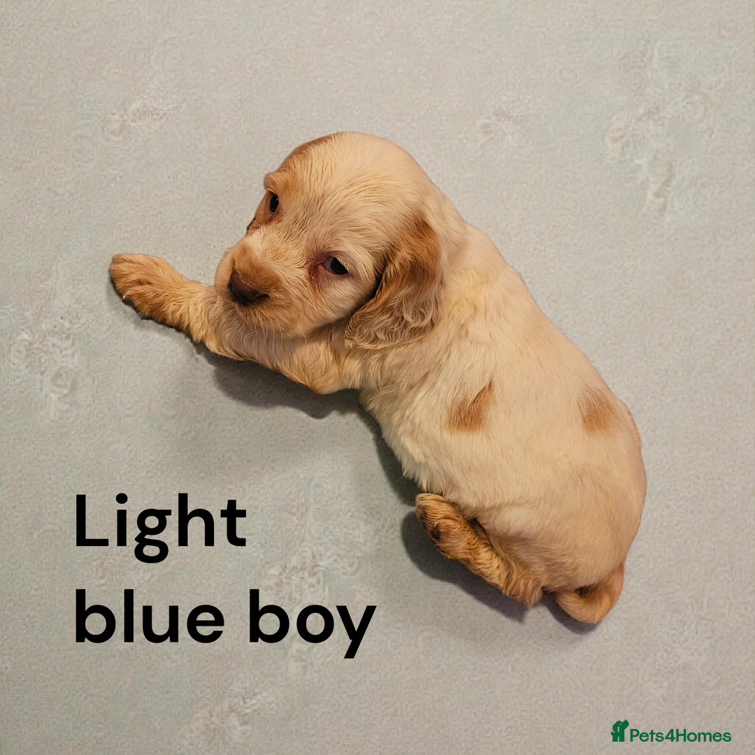 Cocker Spaniel dogs for sale: 6 cocker spaniels  - Advert 2