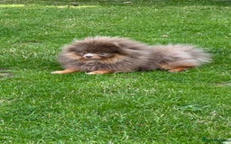 Pomeranian dogs for stud: Lilac and Tan stud 1.5kg - Image 1