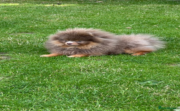 Pomeranian dogs - Advert 1