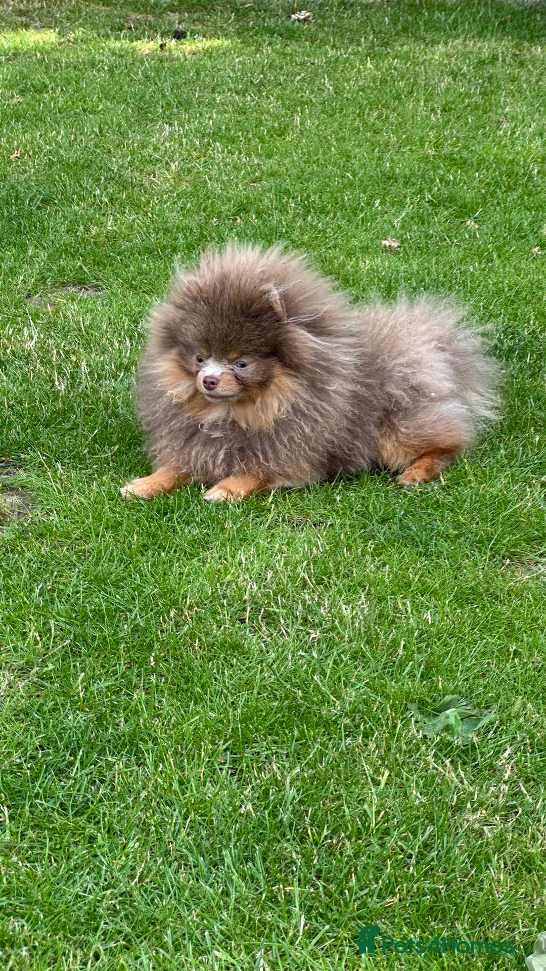 Pomeranian dogs for stud: Lilac and Tan stud 1.5kg - Image 1