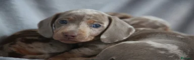 Miniature Dachshund 1