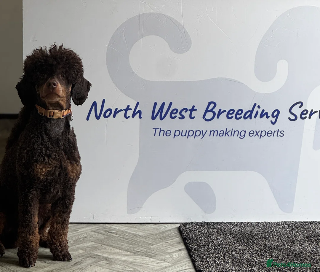 Miniature Poodle dogs for stud: KC Reg and Health Tested STUD DOG in Bacup - Advert 4