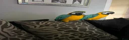 Macaws birds for sale: Macaws  - Advert 1