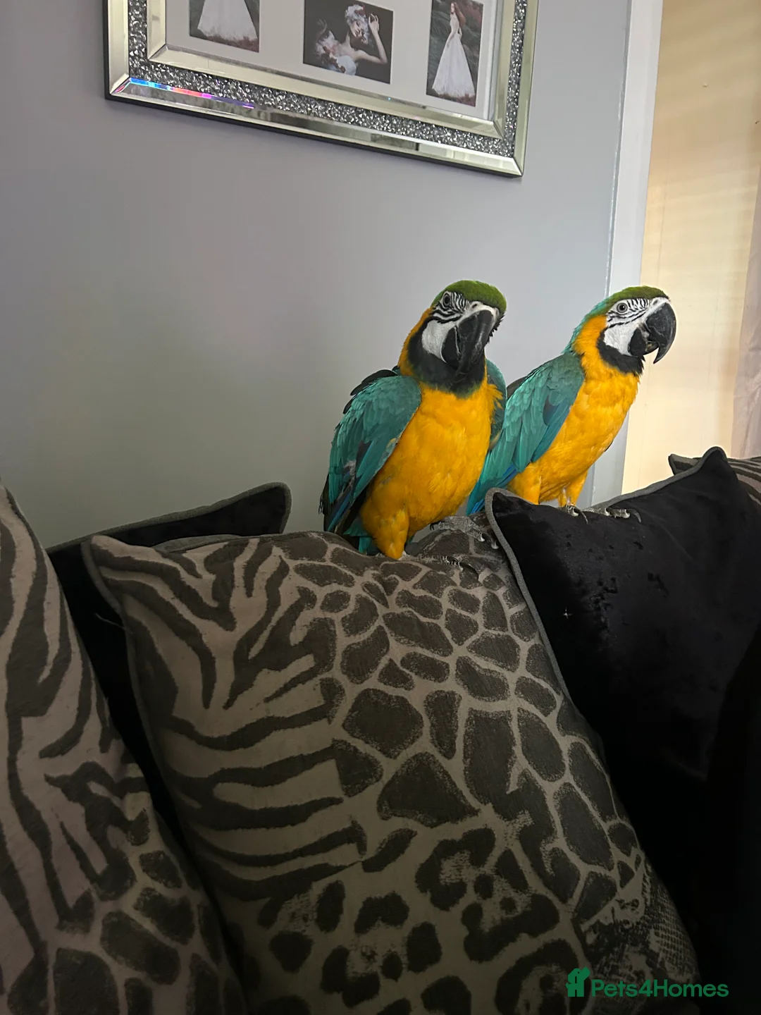 Macaws birds for sale: Macaws  - Advert 1