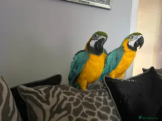 Macaws birds Macaws - Advert 1