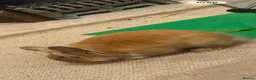 Mixed Breed rabbits for sale: Lovely 4 month old mini lion lop  - Advert 3