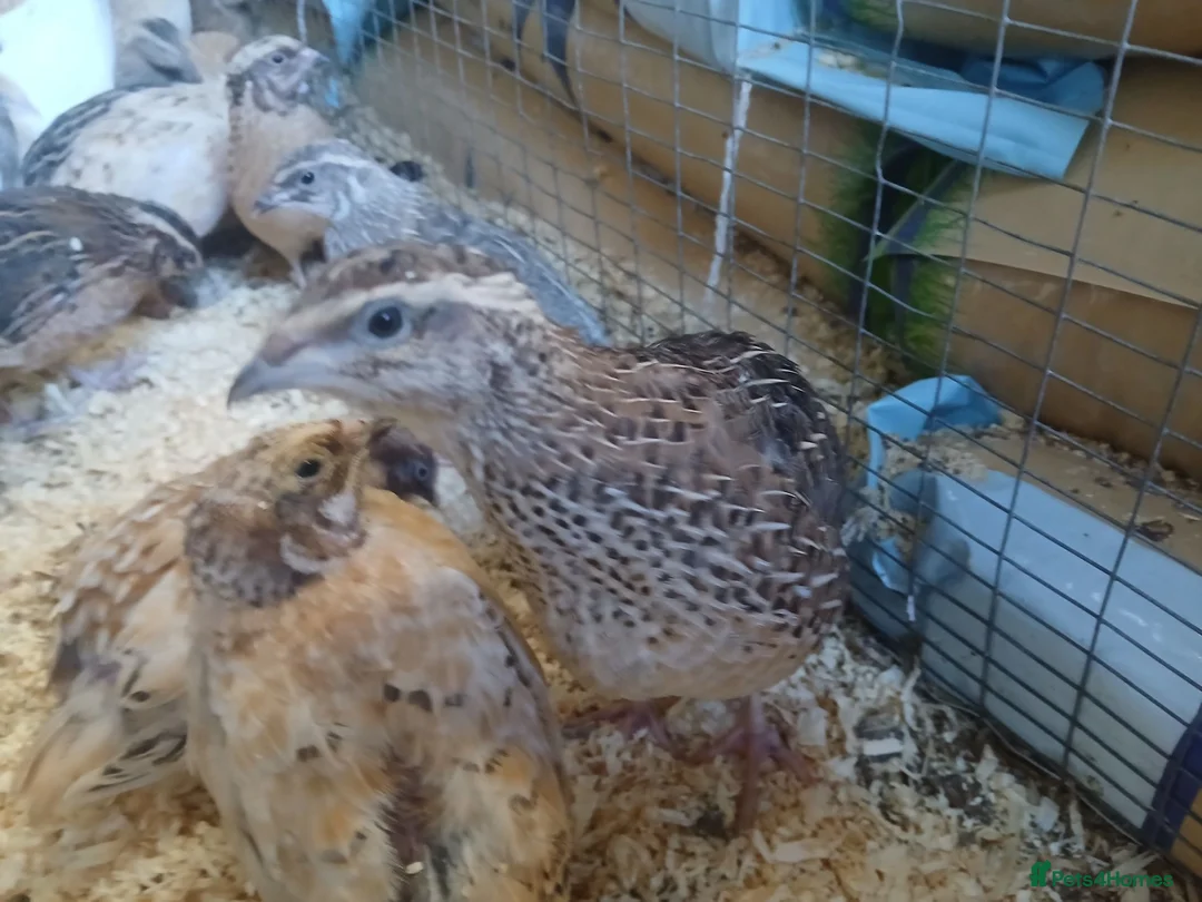 Quail poultry for sale: Quail available - Advert 2