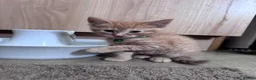 Mixed Breed cats for sale: Four lovely kittens - Advert 9