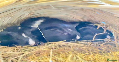 Guinea Pig rodents Baby Guinea pigs - Advert 2