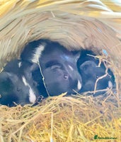 Guinea Pig rodents Baby Guinea pigs - Advert 2