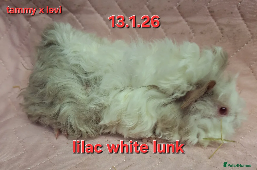 Guinea Pig rodents for sale: Baby female guinea pigs - Advert 3