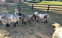 Goats livestock for sale: Beautiful Pygmy goats for sale £100-£200 - Image 10
