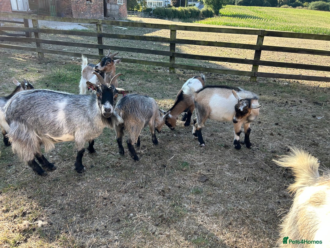 Goats livestock for sale: Beautiful Pygmy goats for sale £100-£200 - Image 10