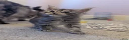 Maine Coon cats for sale: Beautiful Maine coon kittens - Advert 9