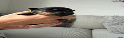Rottweiler dogs for sale: Beautiful German bloodline Rottweiler puppies - Advert 12
