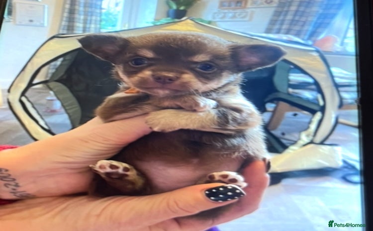 Chihuahua dogs - Advert 1