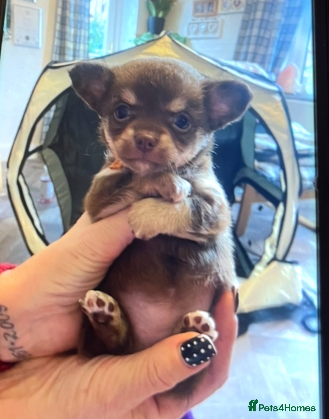 Chihuahua dogs for sale: Chihuahua teacups - Image 1